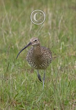  Common Curlew DM2057